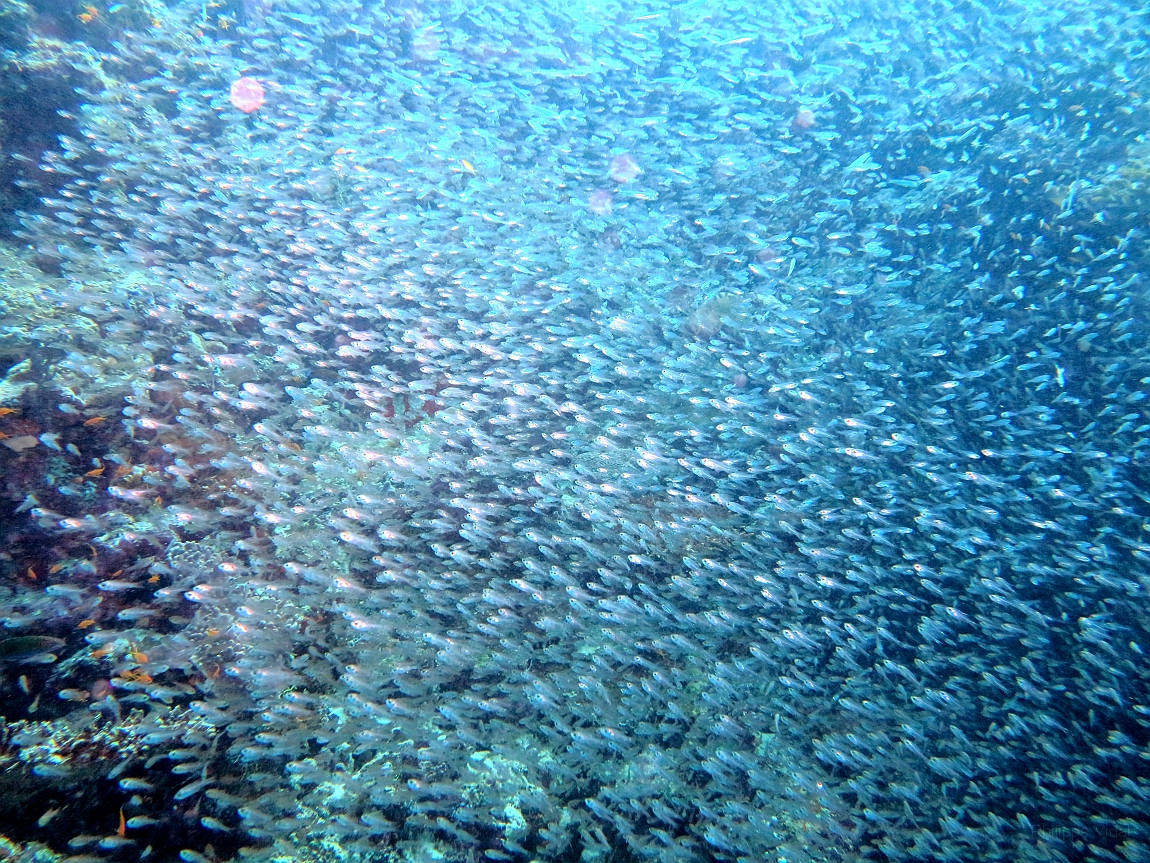 IMG_0308rf_Maldives_Madoogali_Plongee 4_Feridhoo dhigga_Alvins glacy.jpg